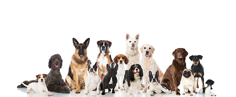 Ernährung Beratung für Hunde mit Allergie im Kreis Göppingen