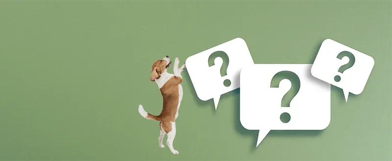 Ihr Hund hat Durchfall oder Verstopfung? Unabhängige Ernährungsberatung