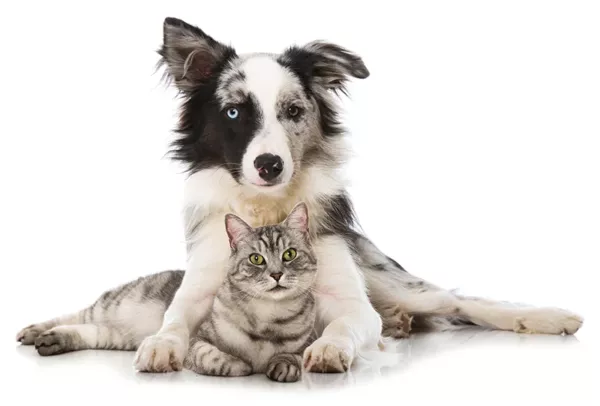 Ich freue mich auf dich und deinen Hund oder deine Katze Ernährung für den Hund bei Krankheit und Darm Problemen in der Region Esslingen