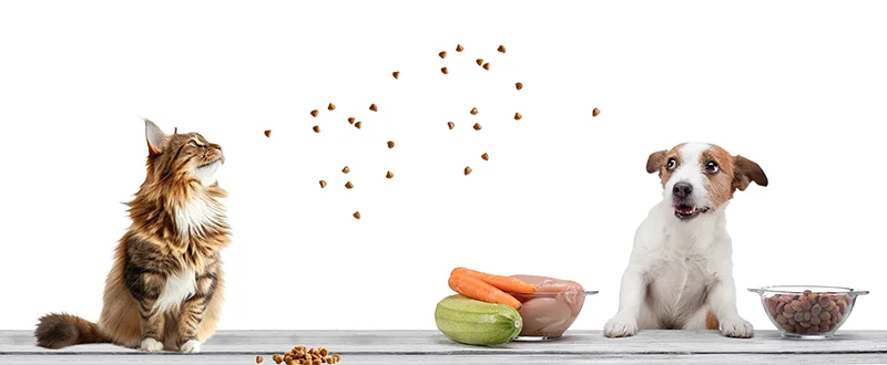 Ernährungsberatung für kranke und gesunde Hunde und Katzen in der Region Esslingen