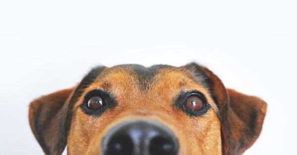 Ernährungsberatung für Hunde