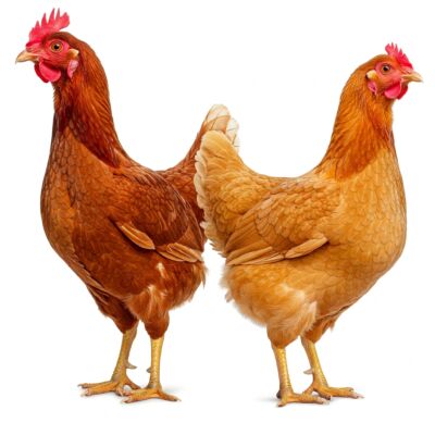 Allergie auf Huhn